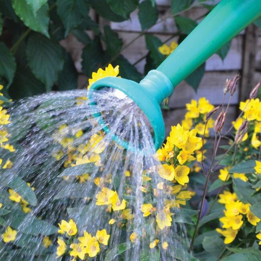 Kingfisher Metal Watering Can Rose Carded (B609CP)