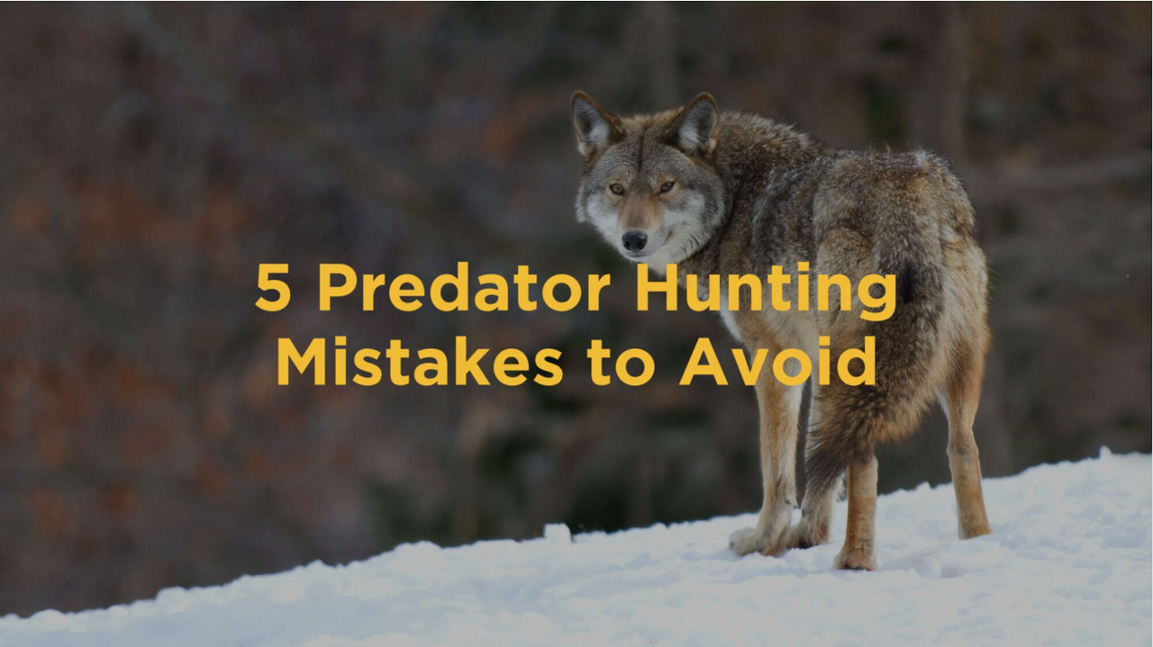 5 Mistakes to Avoid When Predator Hunting Maverick® Hunting