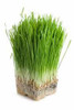 Luc's Organic Wheat Grass Growing Kits - Two 4" kits