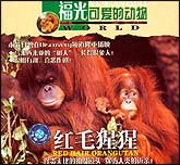 可爱的动物—红毛猩猩