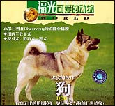 可爱的动物—狗