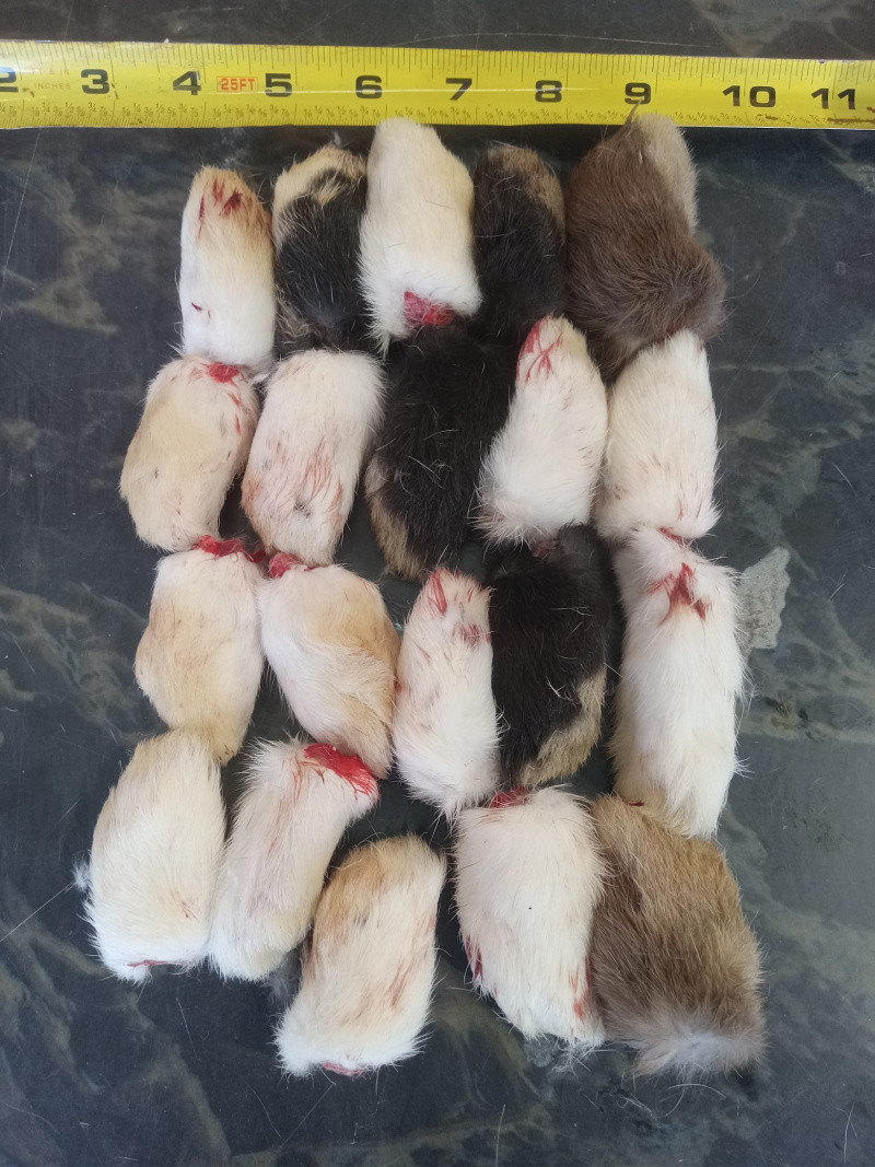 Frozen Raw Ground Rabbit