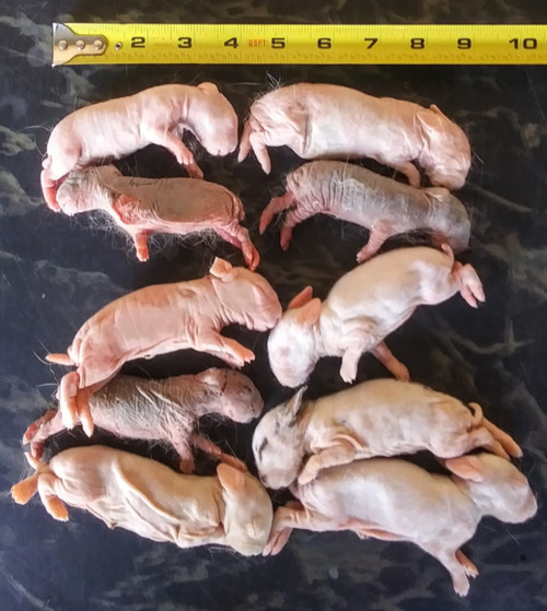 Rabbit pinkies, good food for snakes, lizards, and other exotic pets.
