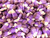 Sale Blackberry Cobbler Gourmet Candy Corn 1 Lb Black, White, Purple Weddings
