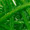 Green Apple