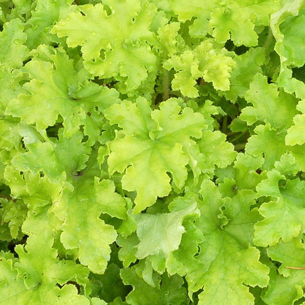 Heuchera Lime Marmalade 1 starter plant Longfield Gardens