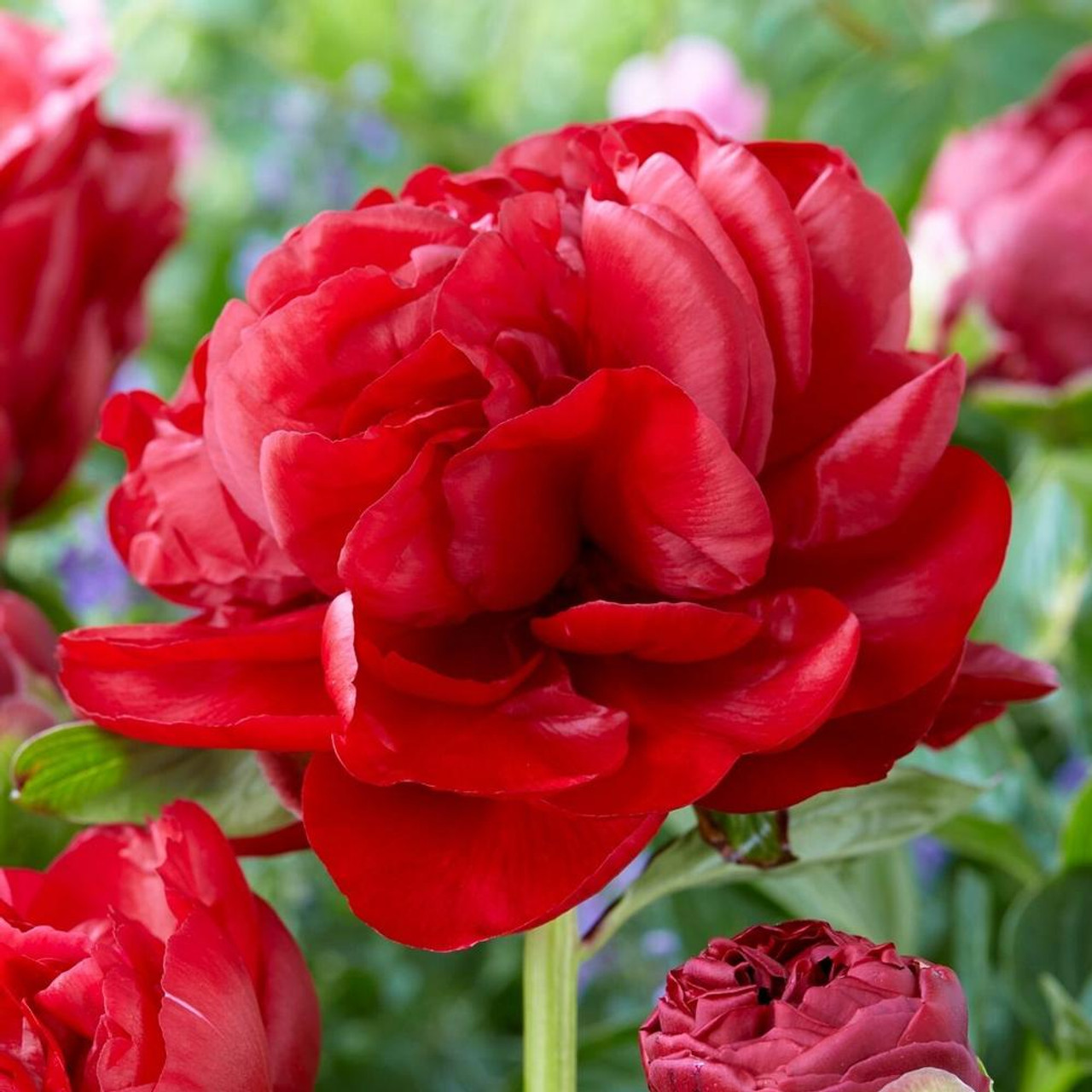 Lily Asiatic Patricia’s Pride - 5 bulbs - Longfield Gardens