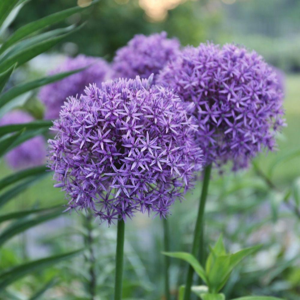 Allium Giant Globemaster 1 bulb Longfield Gardens