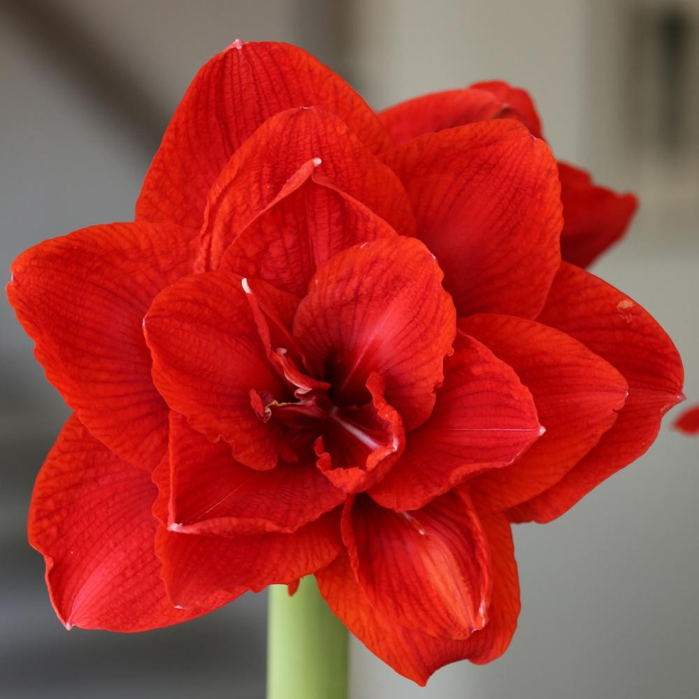 Amaryllis Double Double King 1 bulb Longfield Gardens