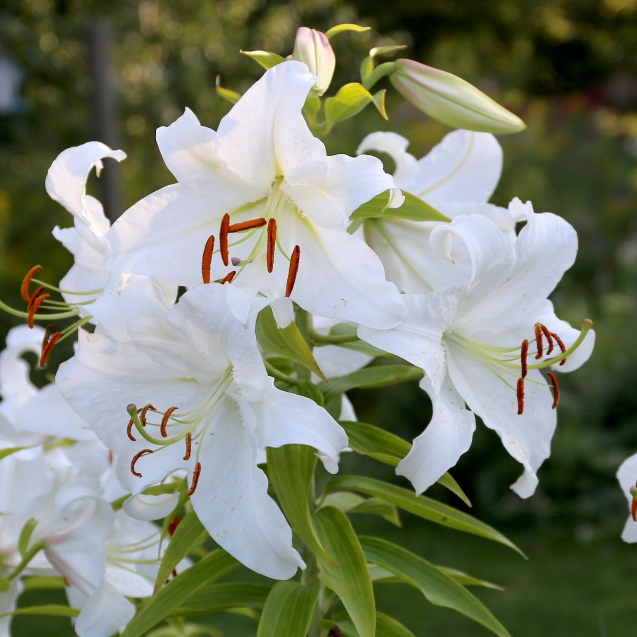 Lily Oriental Casa Blanca - 5 bulbs - Longfield Gardens