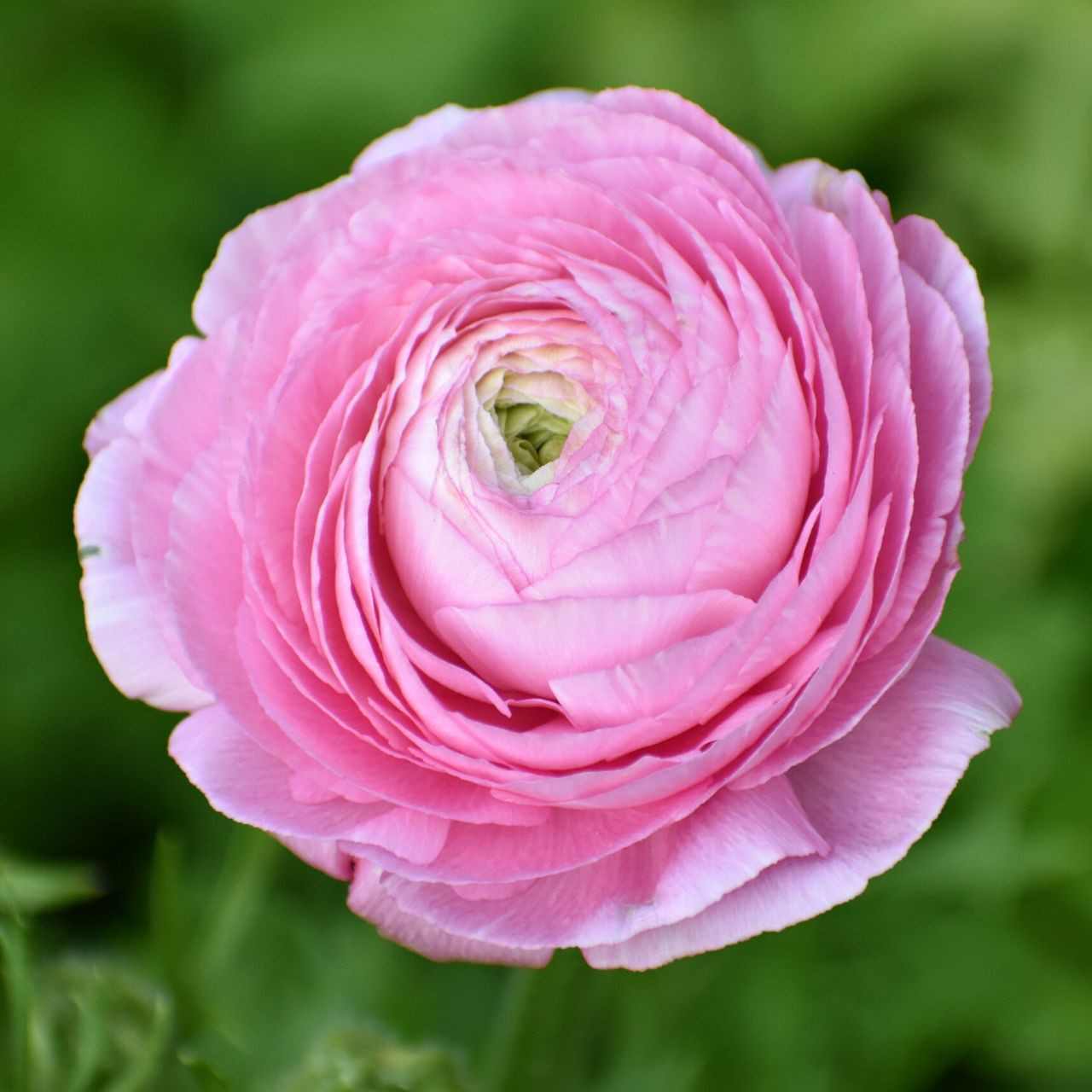 Fall Planted Ranunculus Bulb for Sale Longfield Gardens