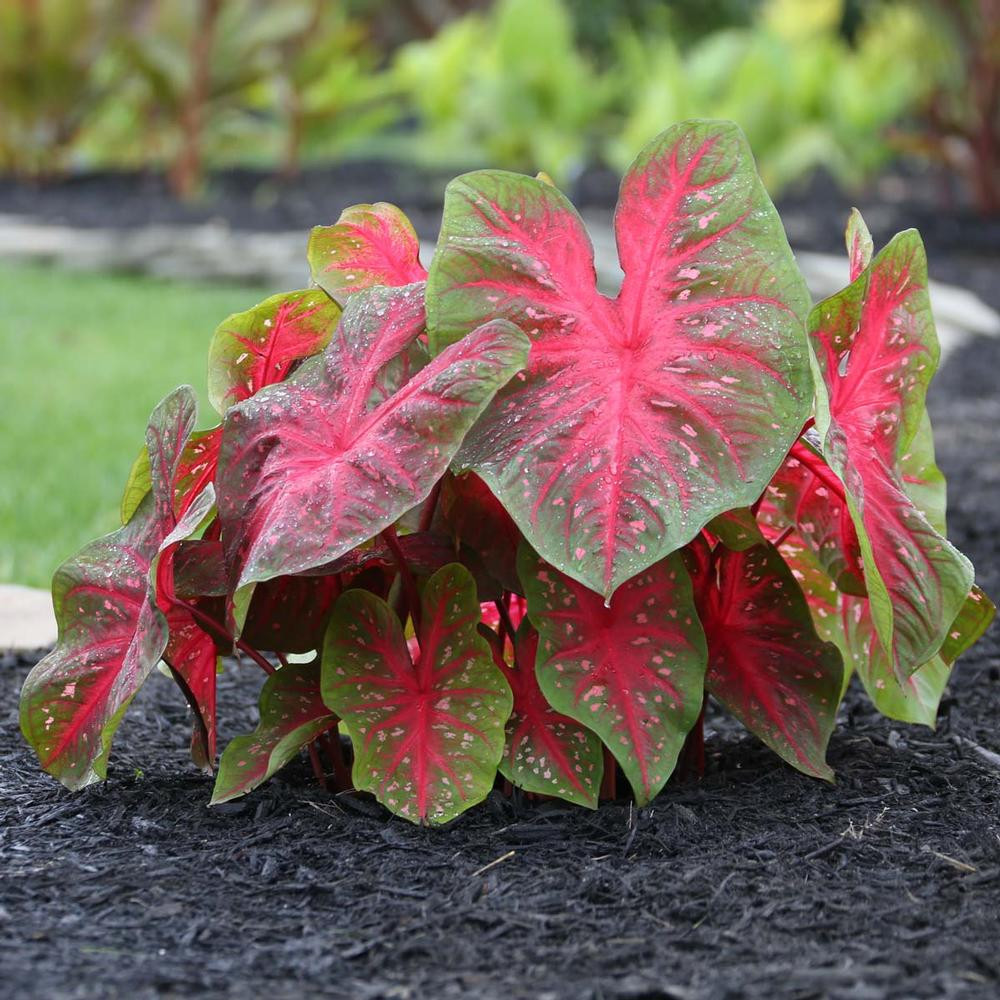 Caladium Fancy Postman Joyner 5 tubers Longfield Gardens