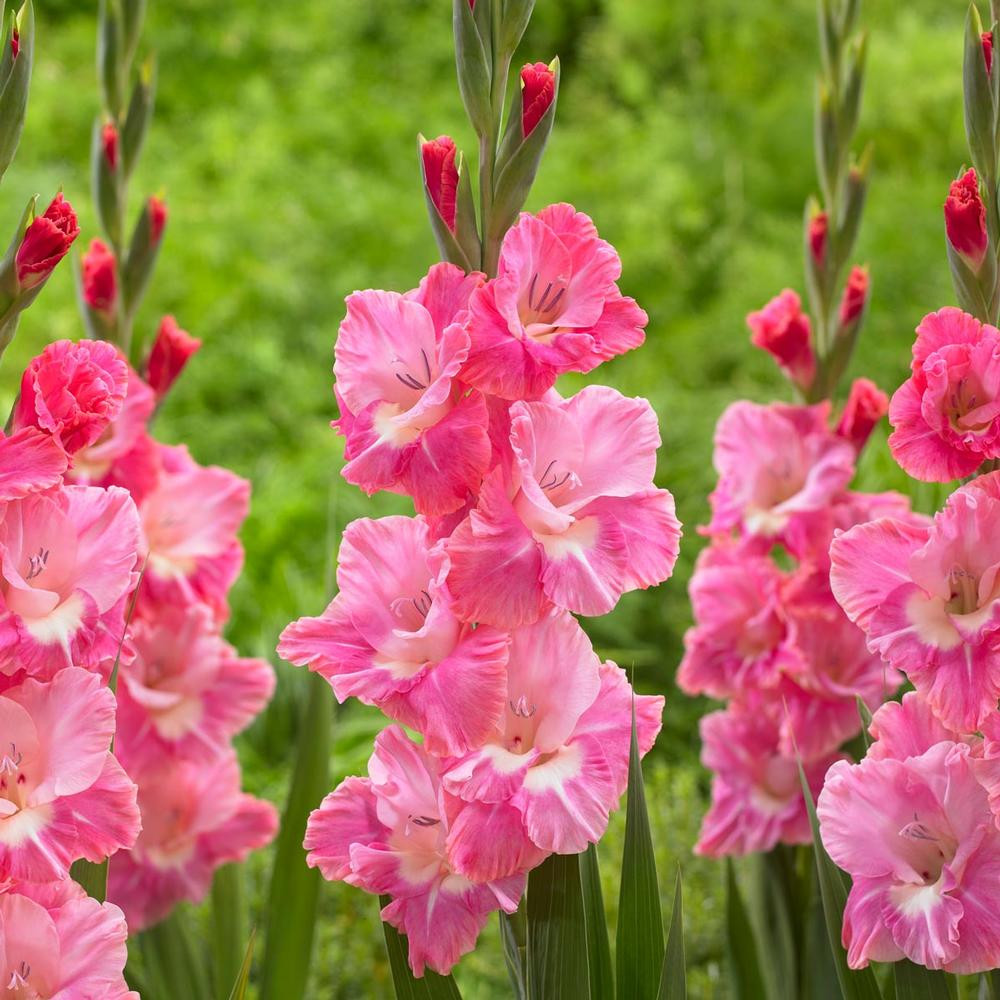 Gladiolus Large Flowering Isabella & My Love 30 corms Longfield Gardens