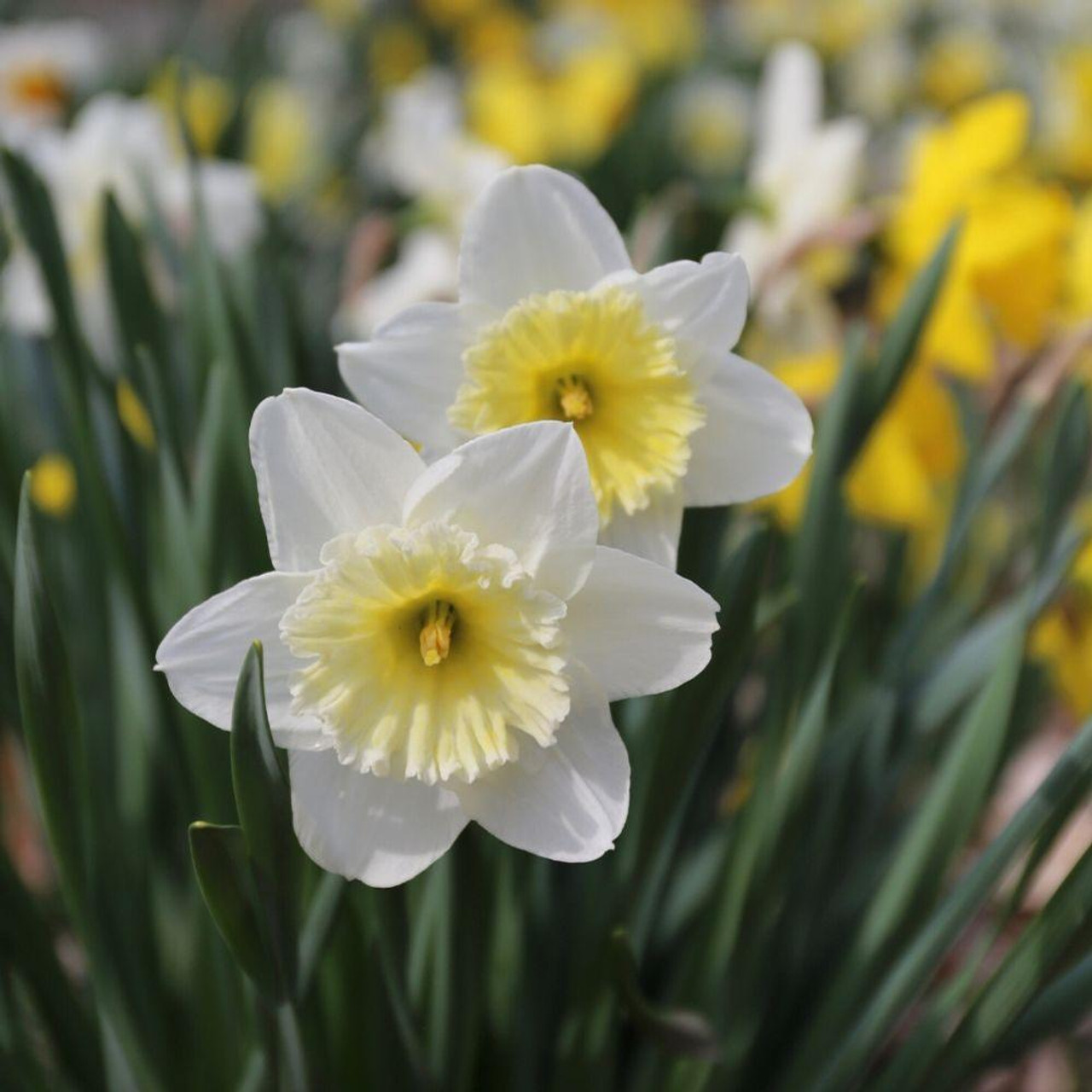 Daffodil Large Cupped Ice Follies 20 Bulbs Longfield Gardens 