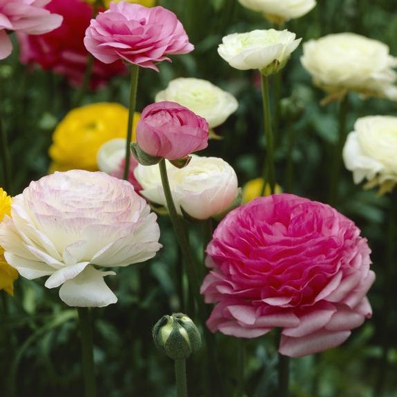 Ranunculus Tomer White (Fall) - 25 corms - Longfield Gardens
