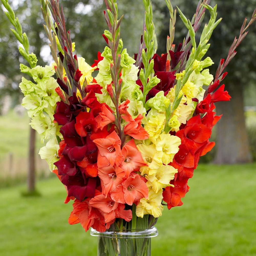Gladiolus Shop Summer Bulbs Longfield Gardens