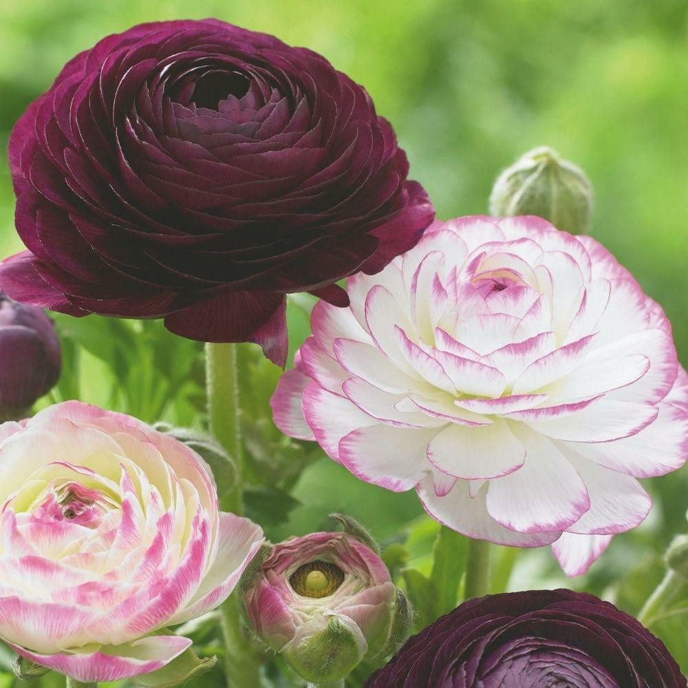 Spring Planted Ranunculus Bulbs for Sale