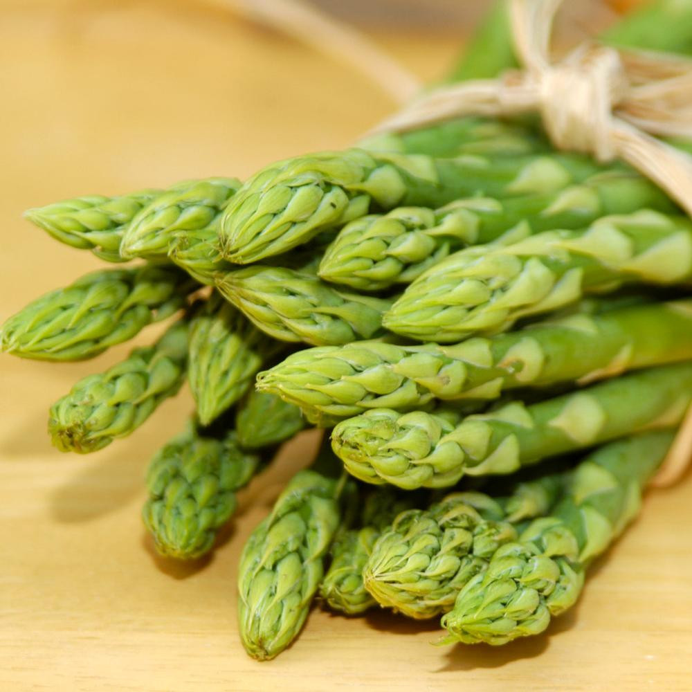 Asparagus Jersey Giant 3 Longfield Gardens