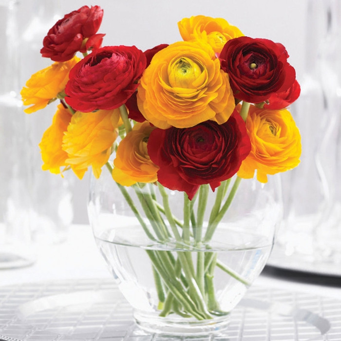 Ranunculus Tomer Red & Yellow (Fall) - 50 corms - Longfield Gardens