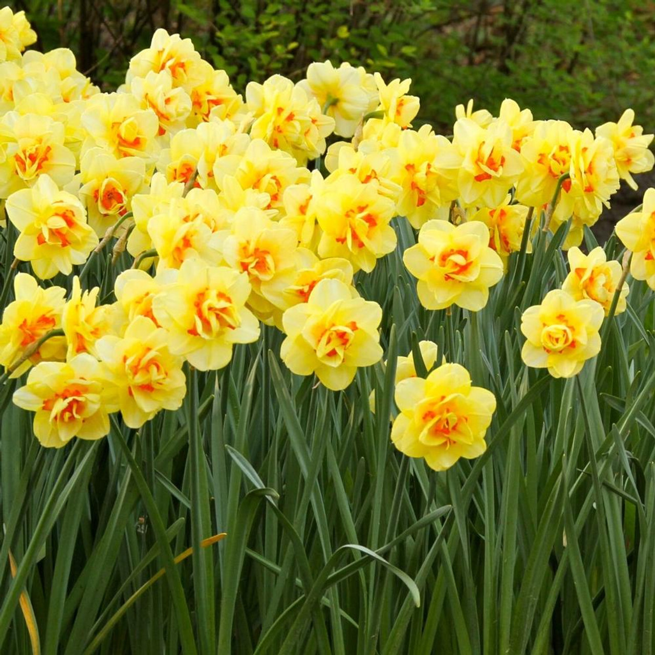 Daffodils for Sale Shop Narcissus Bulbs Longfield Gardens