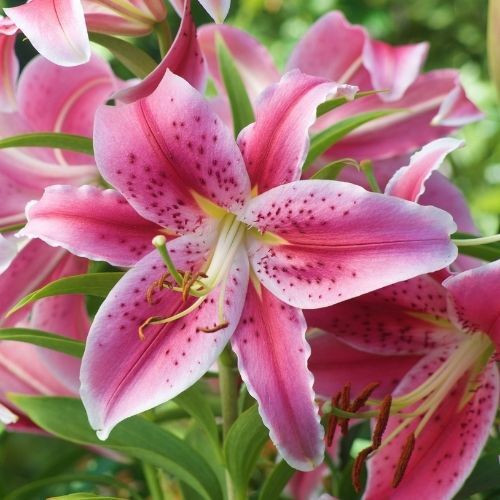 Shop Spring Planted Summer Blooming Bulbs - Longfield Gardens