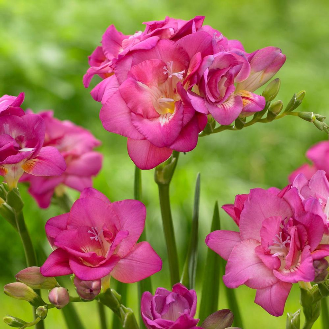 Buy Freesia single Pink x 20 affordable | Gardens4You.eu