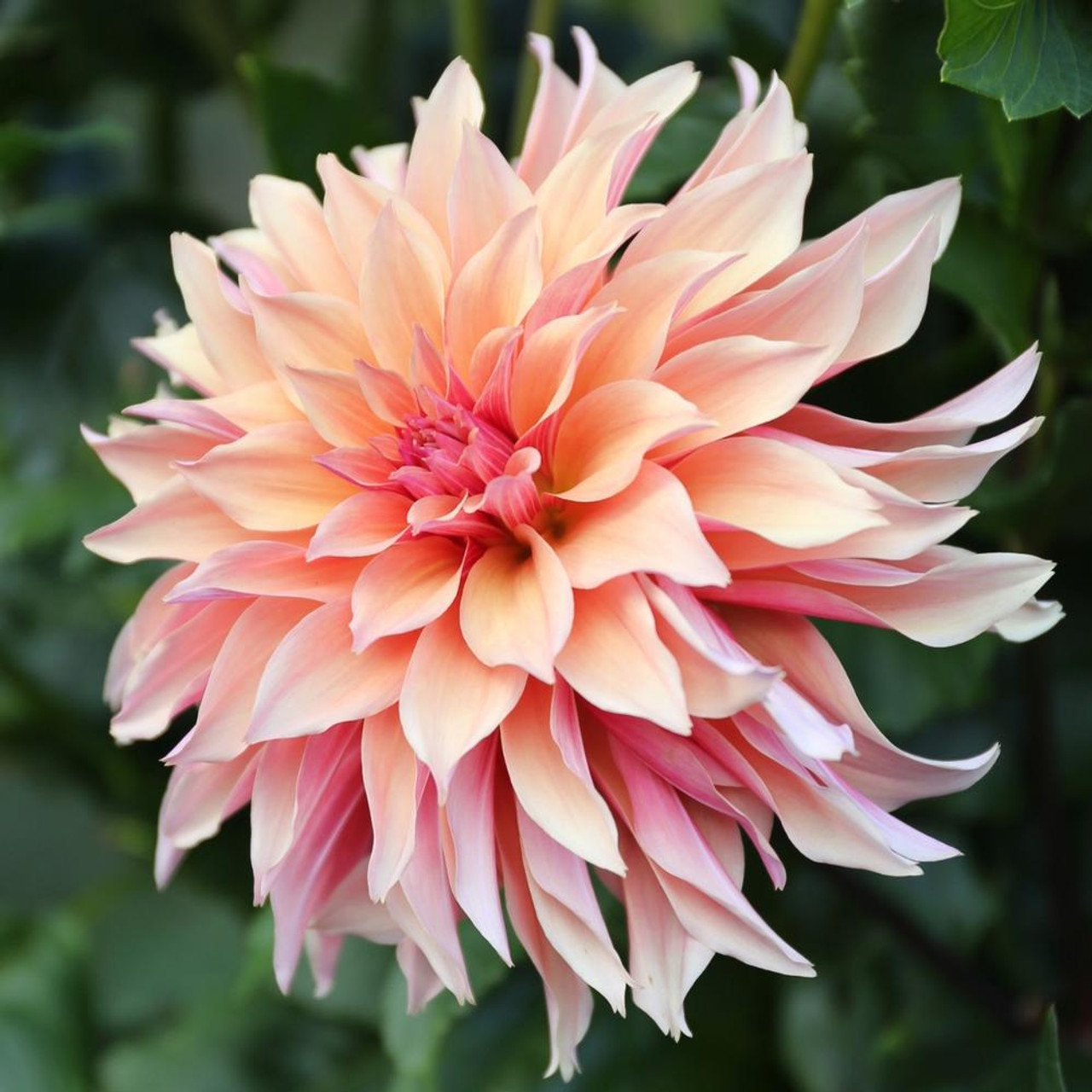 The Complete Guide to Labyrinth Decorative Dahlia: Care, Varieties, and Tips