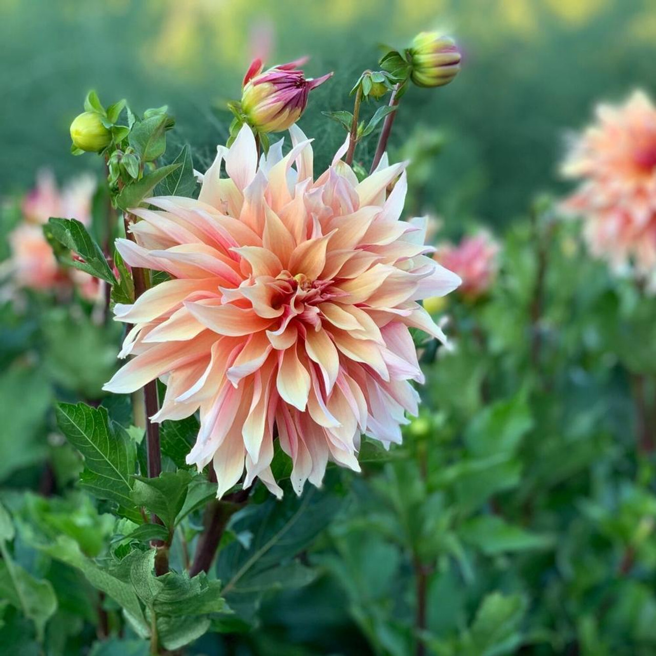 The Complete Guide to Labyrinth Decorative Dahlia: Care, Varieties, and Tips