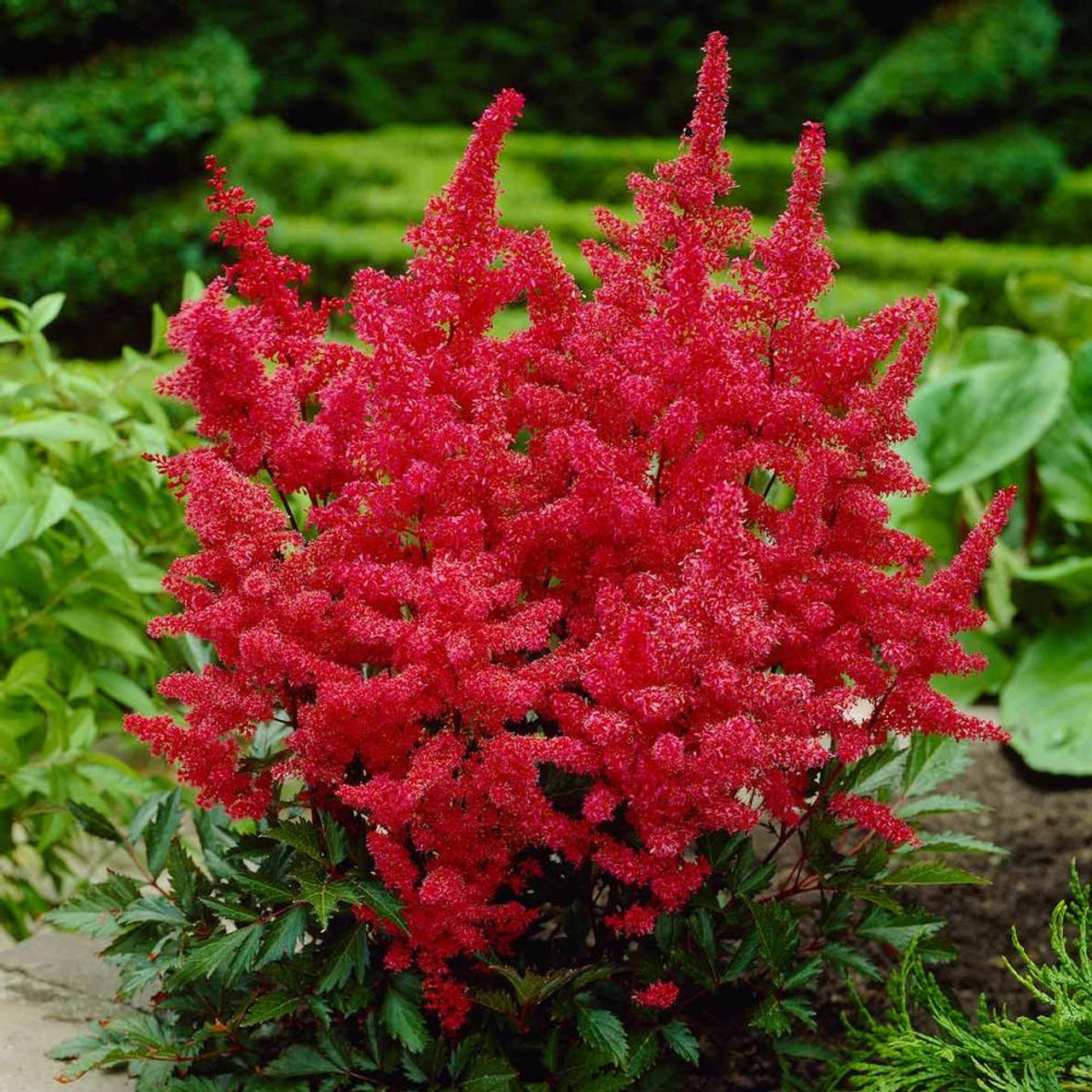 Astilbe Arendsii Fanal 3 Bare Roots 2 3 Eyes Longfield Gardens