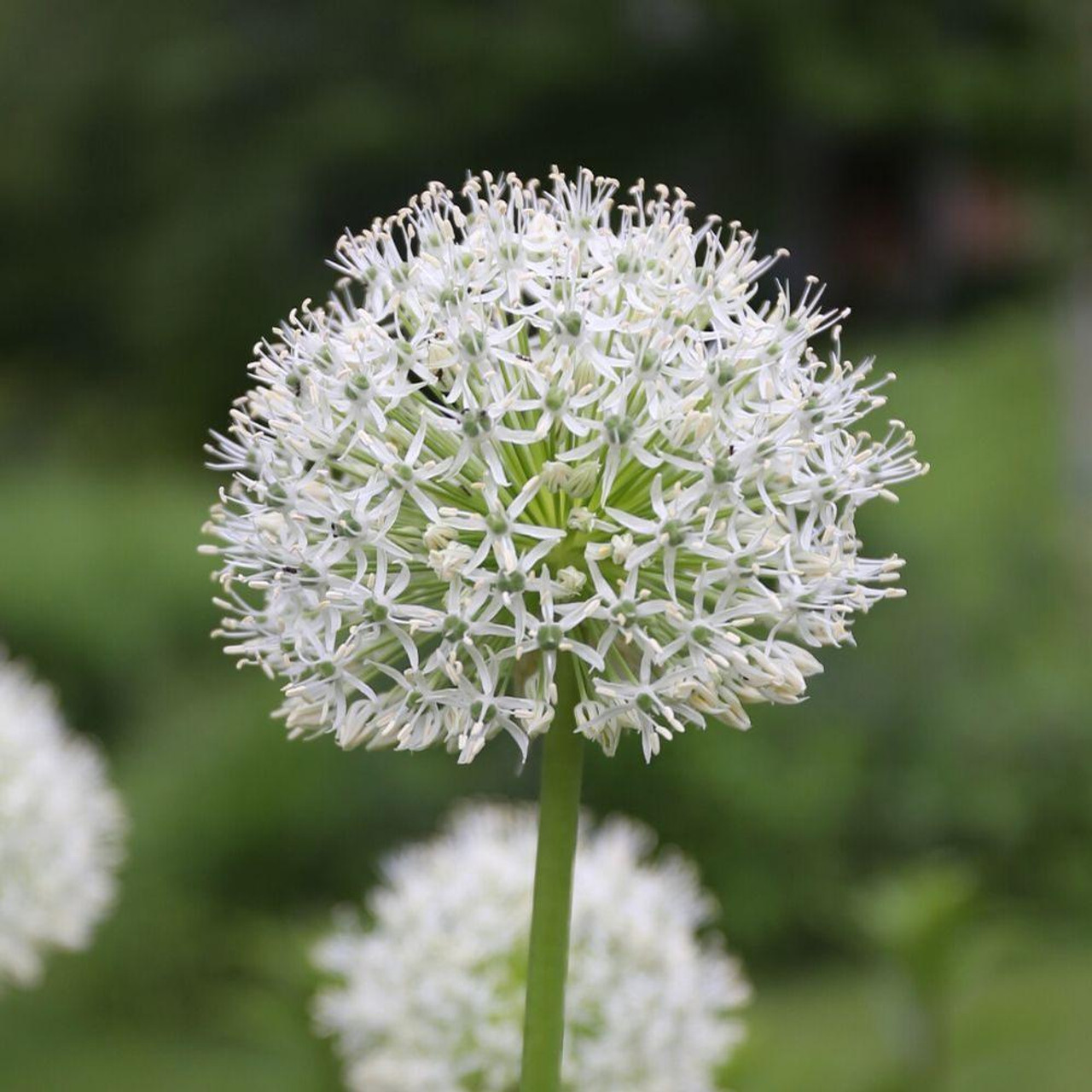 Allium shop mount everest