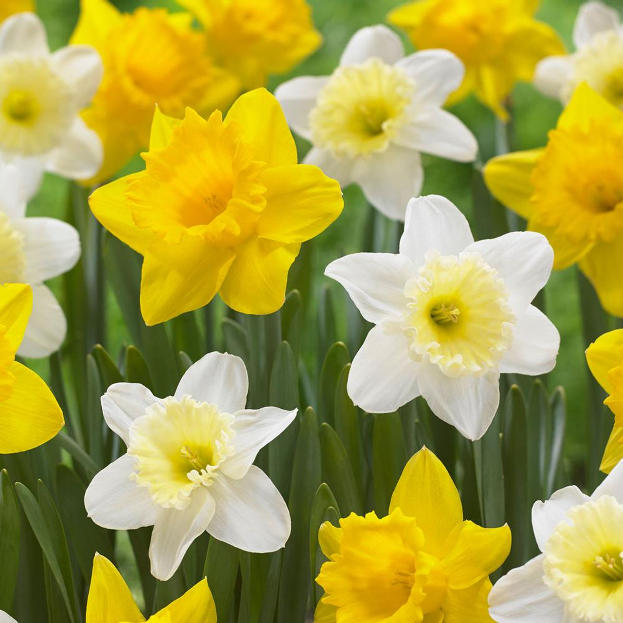 yellow and white spring flowers