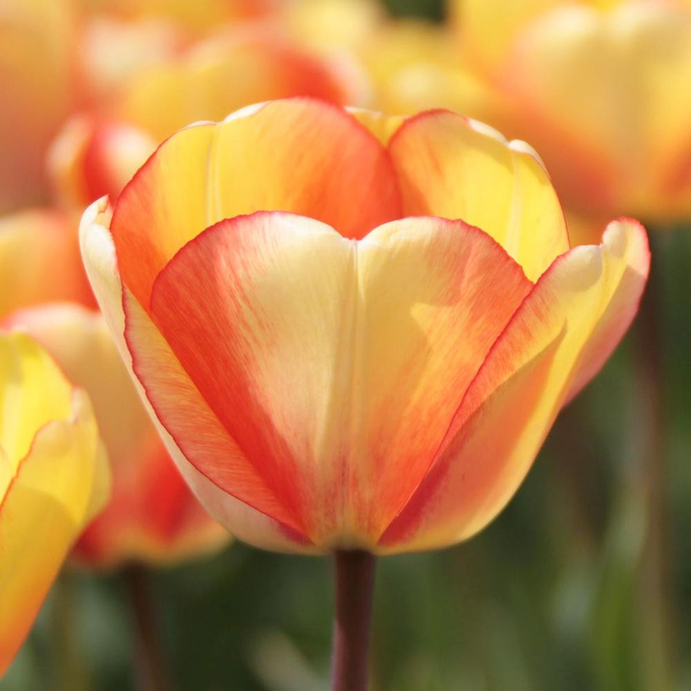 Tulip Darwin Hybrid Beauty of Spring - Thumbnail 4