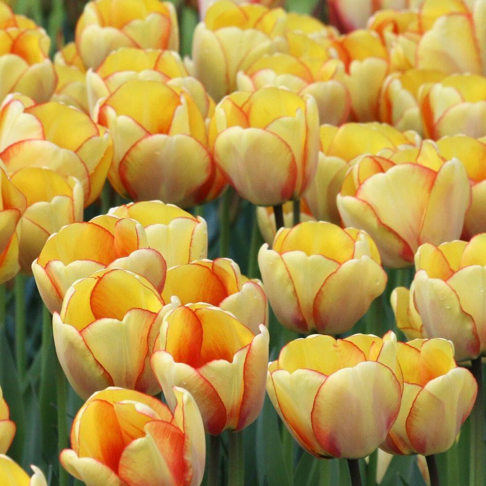 Tulip Darwin Hybrid Beauty of Spring - Thumbnail 2