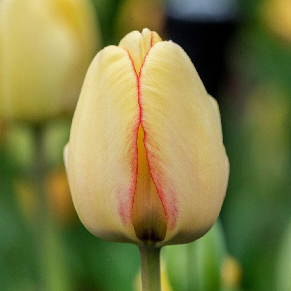 Tulip Darwin Hybrid Beauty of Spring