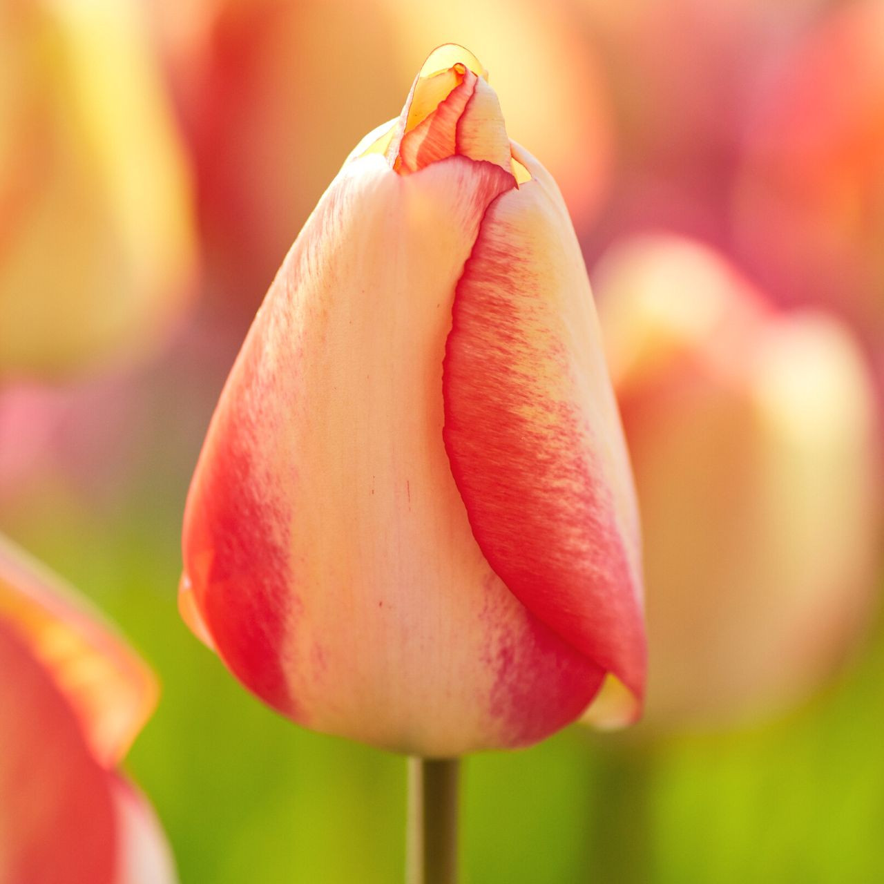 Tulip Darwin Hybrid Beauty of Spring - Thumbnail 3