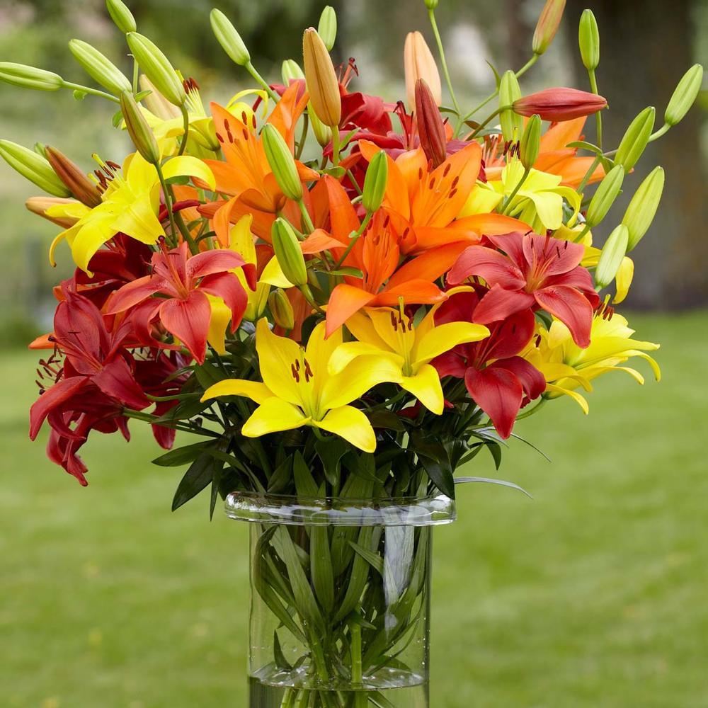 Lily Asiatic Sunset Mix