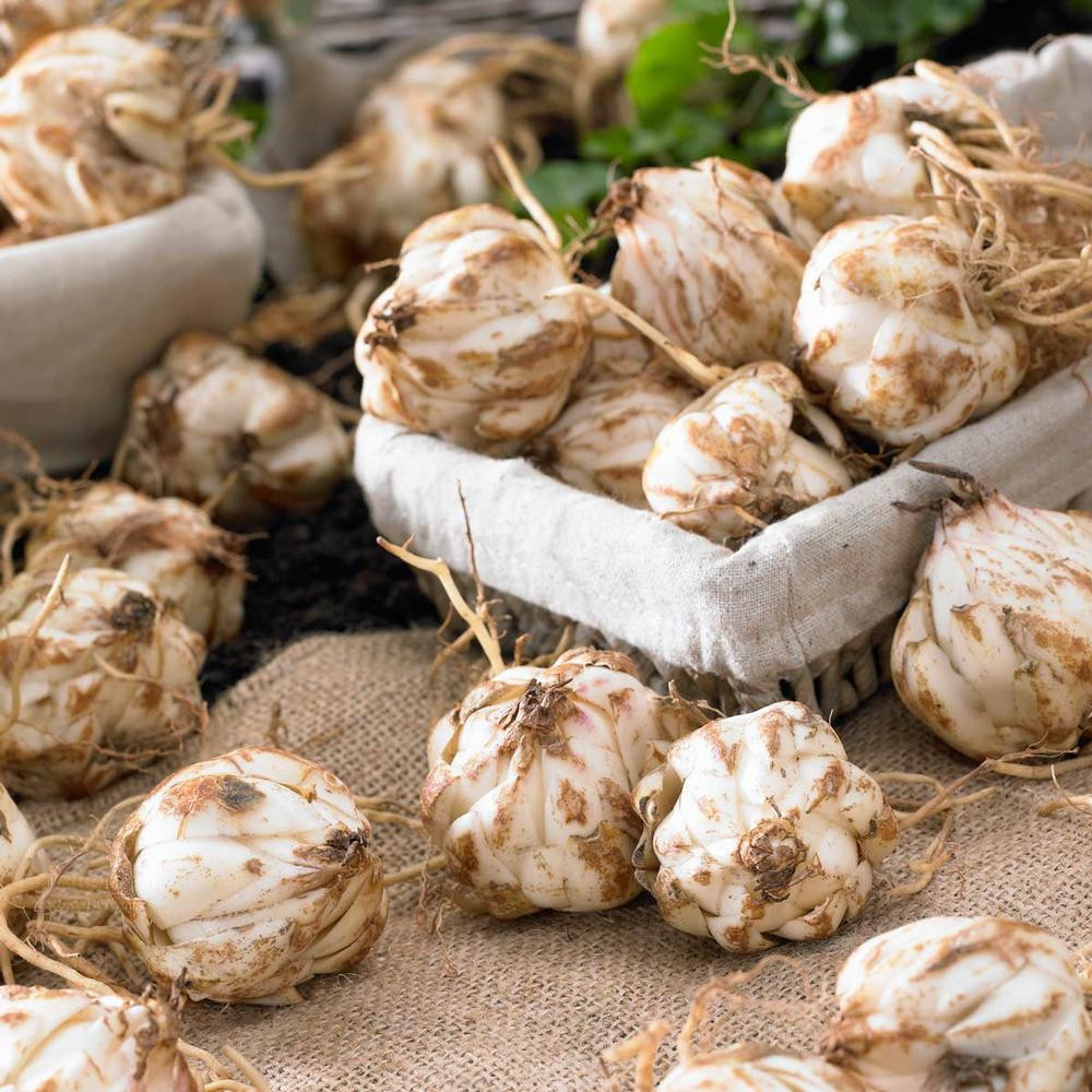 Lily Asiatic Sunset Mix - Thumbnail 2