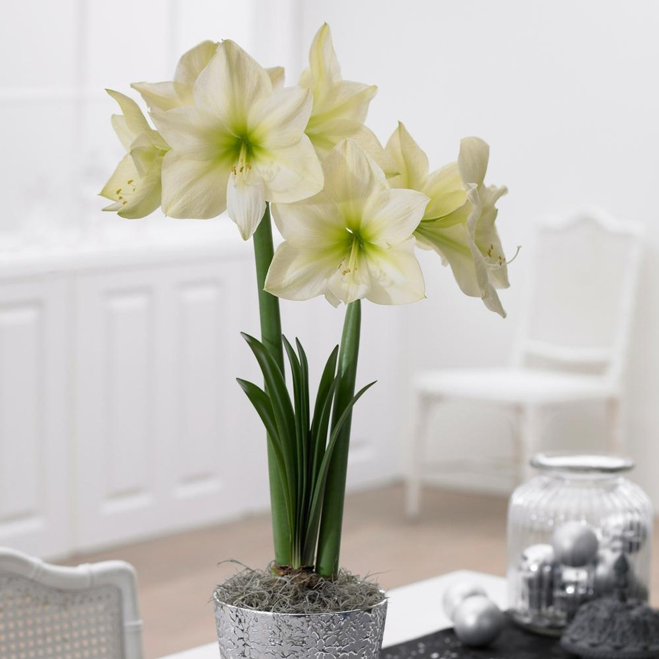 Amaryllis Single Lemon Star 34/36cm - 1 bulb - Longfield Gardens