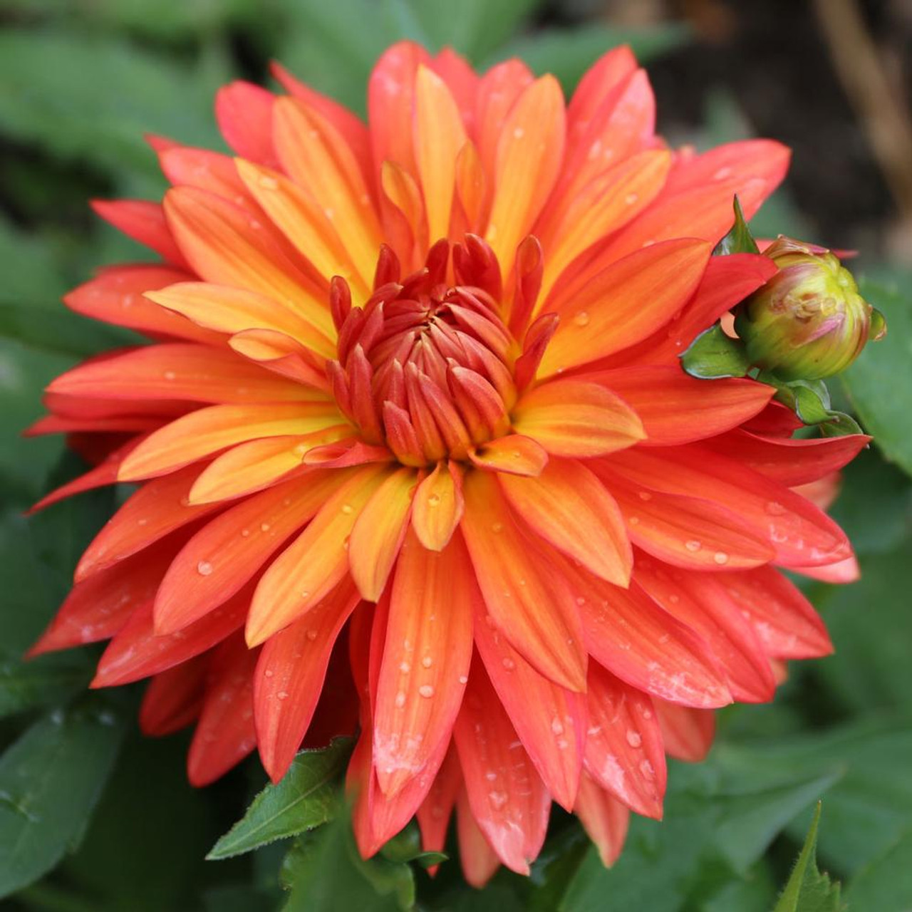 Dahlia Border Decorative Melody Swing - 2 tuber clumps