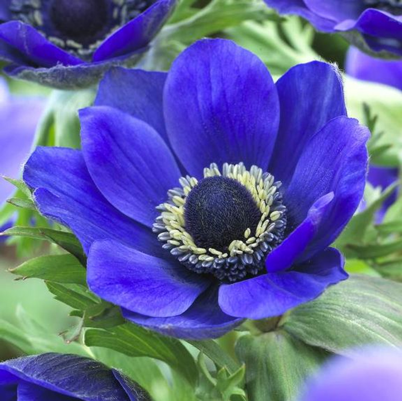 dark purple anemone flower