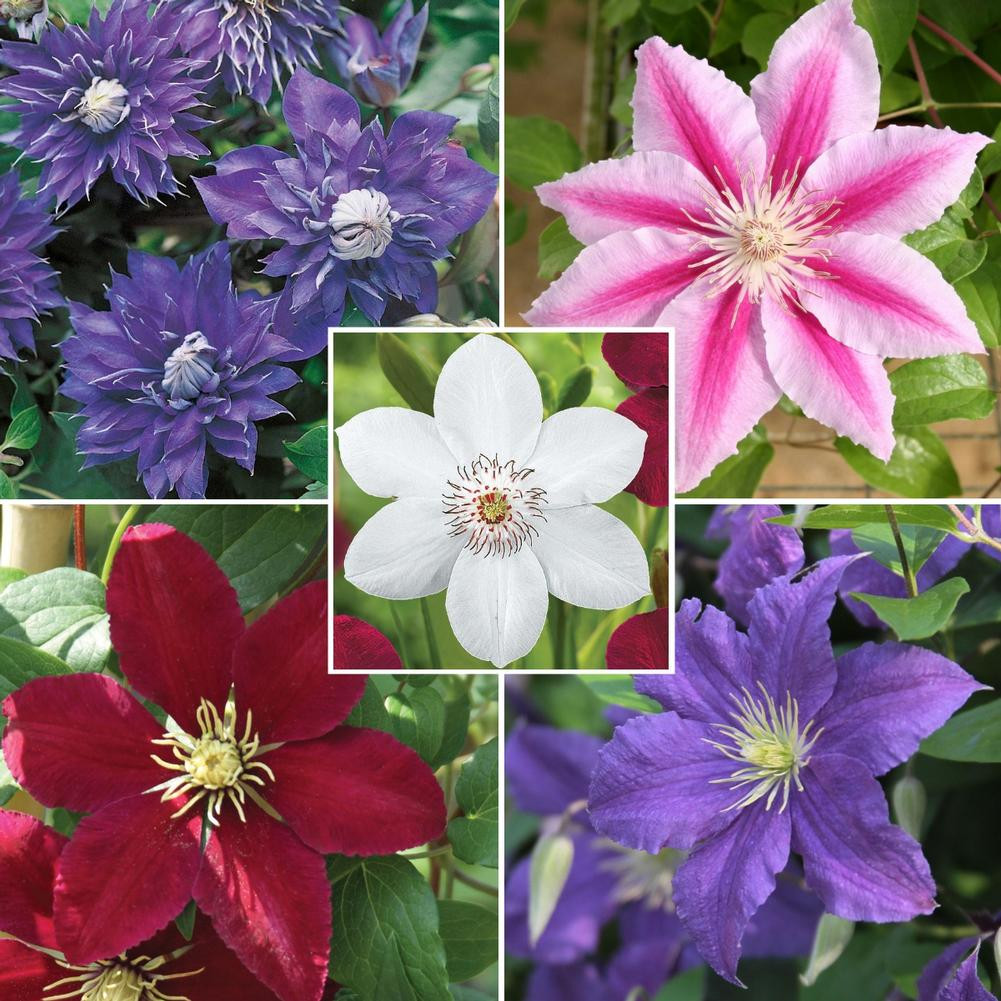 クレマチス様 Clematis Assorted Collection - 5 Starter Plant 1 Year Plug