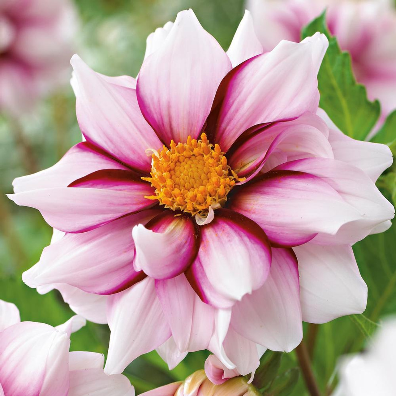 Collection Beautiful Flowers Assorted Aster Daisy Rose Phlox