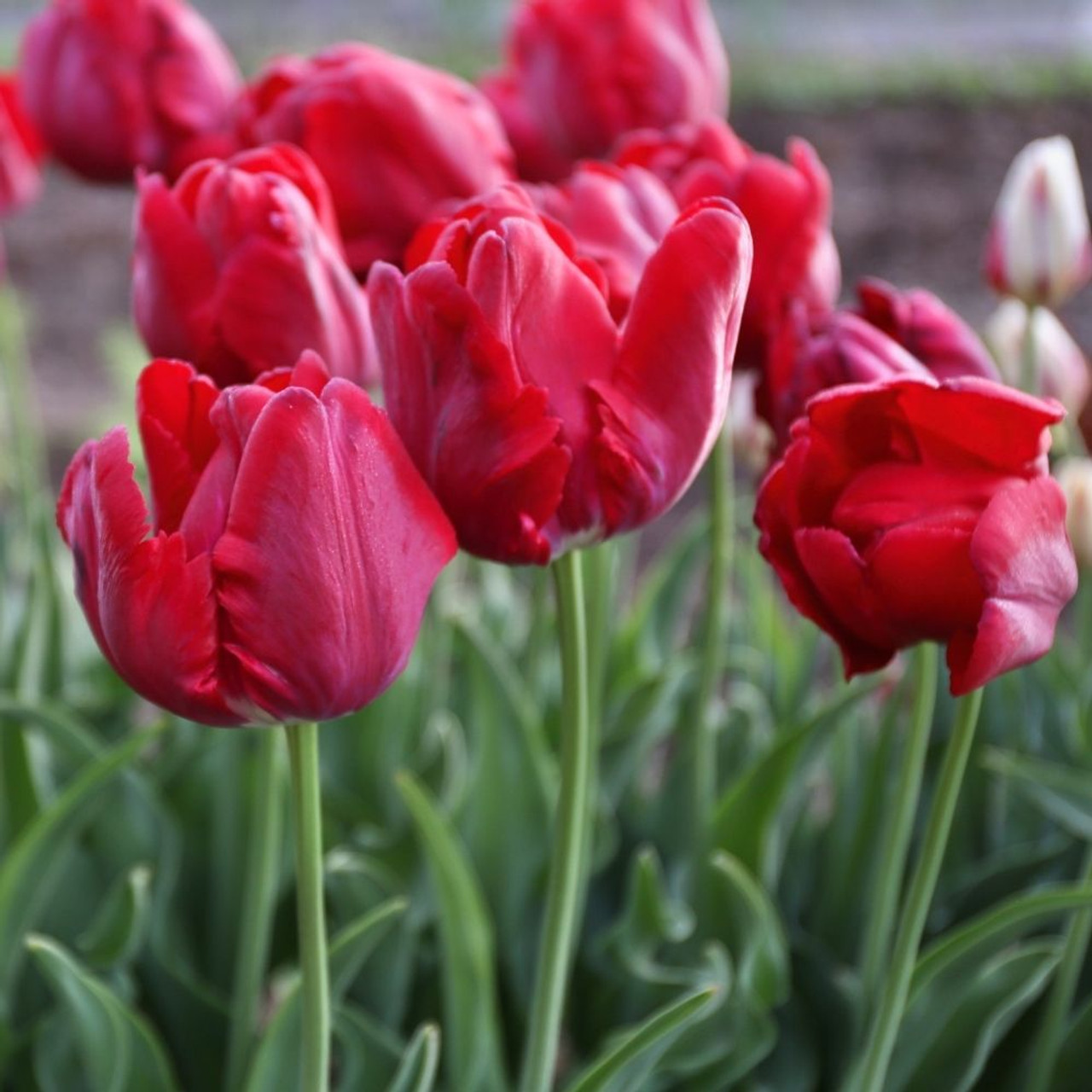 Metal linje svælg sporadisk Tulip Parrot Red Madonna - 10 bulbs - Longfield Gardens