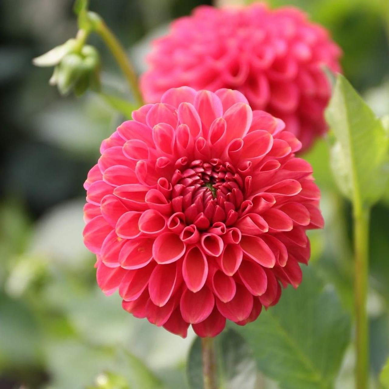 Dahlia Ball Zundert Mystery Fox