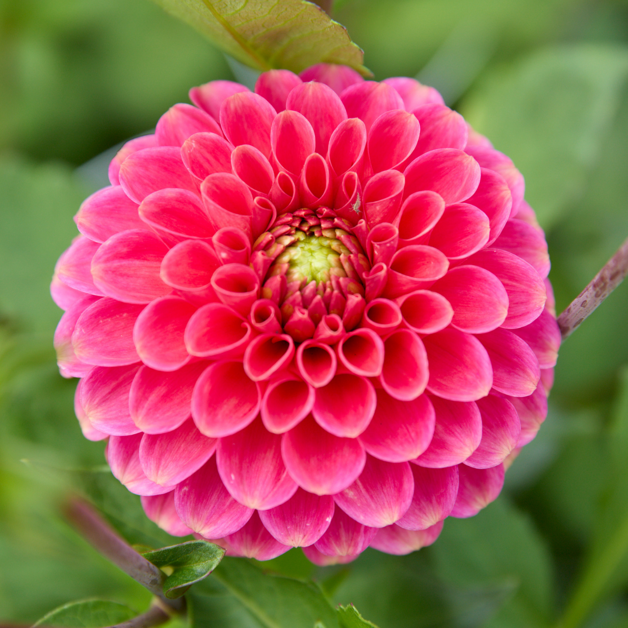 Dahlia Ball Zundert Mystery Fox - 2 tuber clumps - Longfield