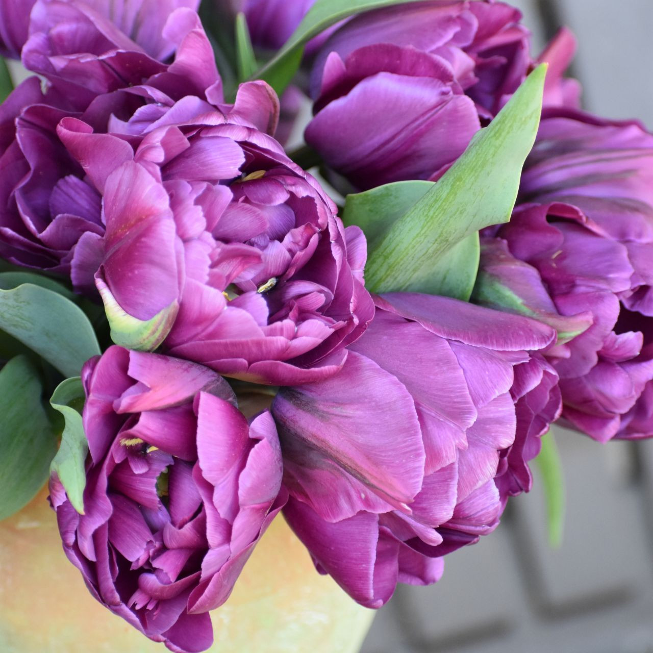 Tulip Double Late Negrita Double - Thumbnail 3