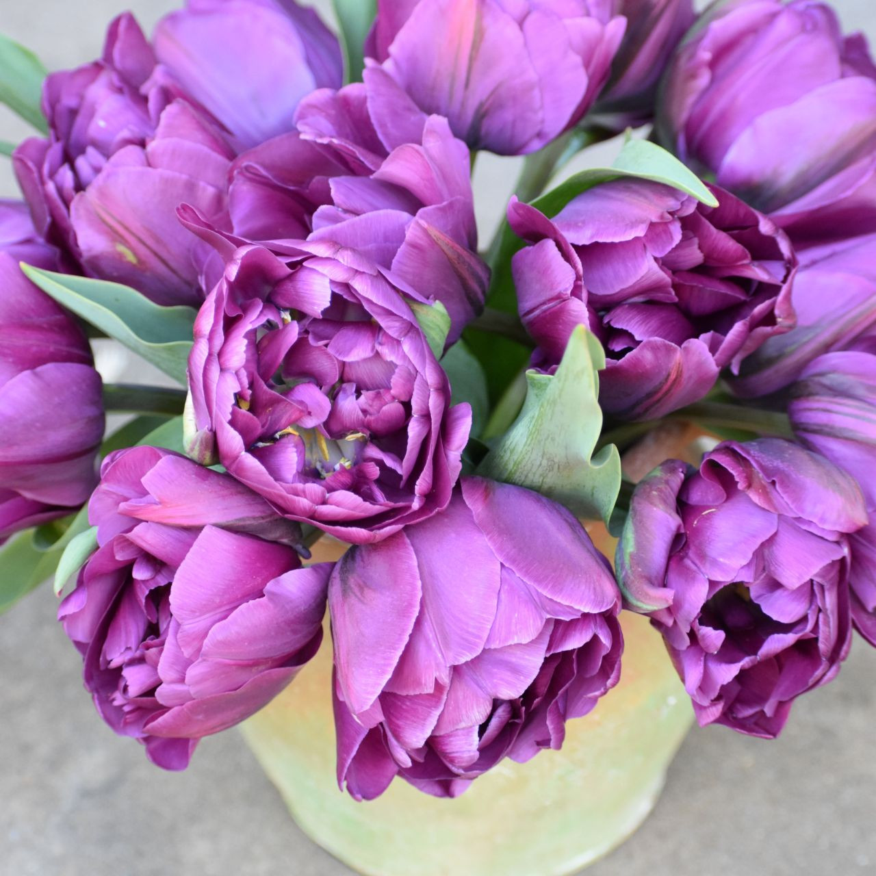 Tulip Double Late Negrita Double - Thumbnail 4