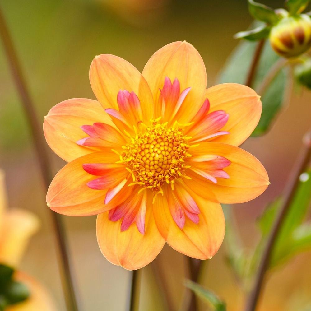 Dahlia Collarette Kelsey Annie Joy - 2 tuber clumps - Longfield