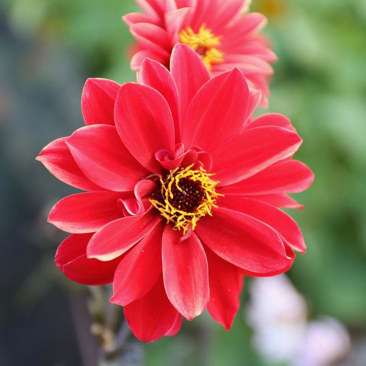 Dahlia Peony-Flowered Bishop of Llandaff - 2 tuber clumps