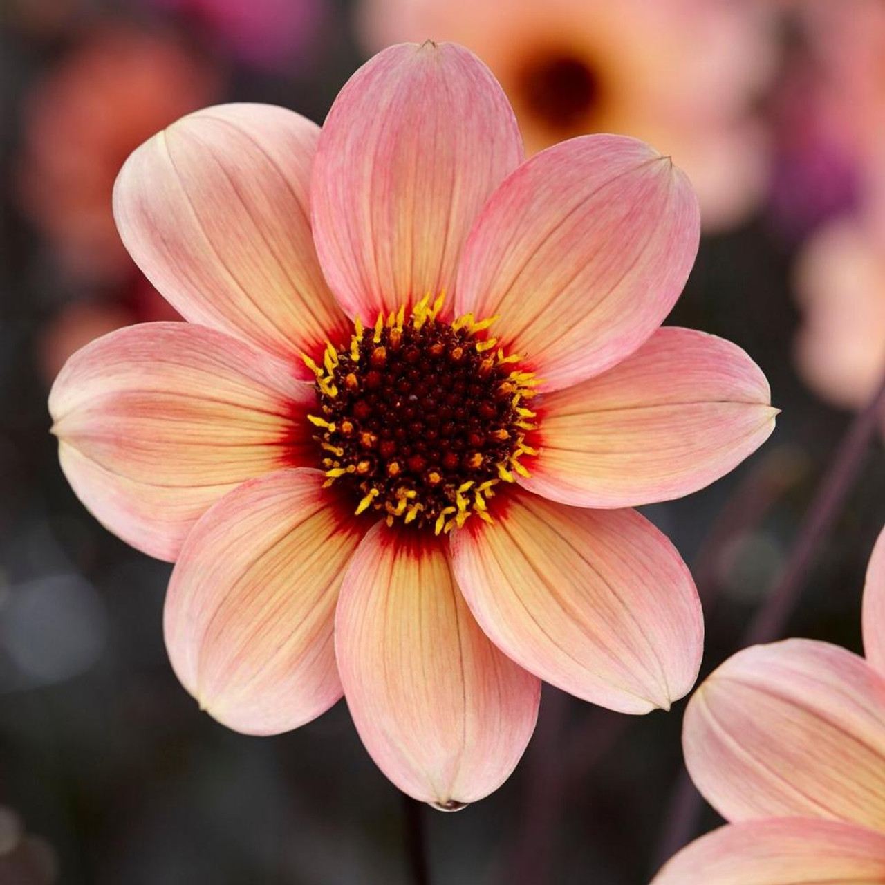 Ｄahlia☆ 84746_grande.webp?v=1756821193